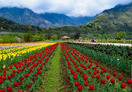 A Kashmir Odyssey